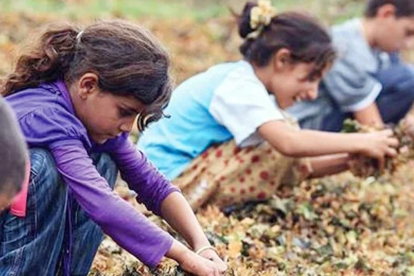 On binlerce çocuk mevsimlik tarım işçisi