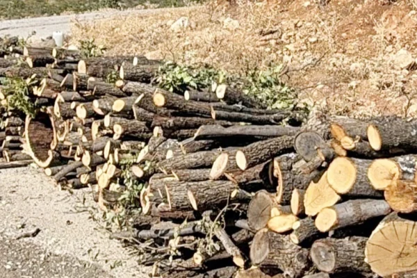 Bir haftada bin 950 ton ağaç