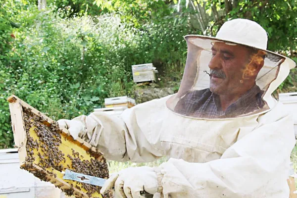 Bal arılarının Feraşin yolculuğu başladı