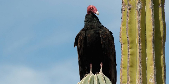 Kaliforniya Akbabası