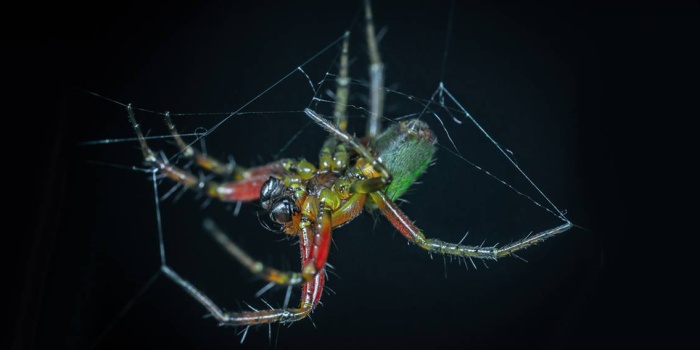 Örümcek / foto: pexels