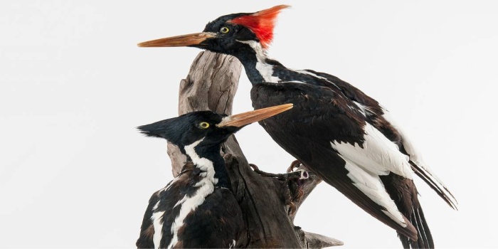 Fildişi gagalı ağaçkakan