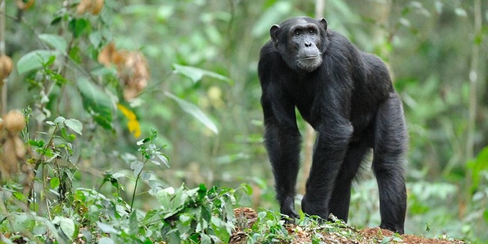 Şempanze-foto: AFP