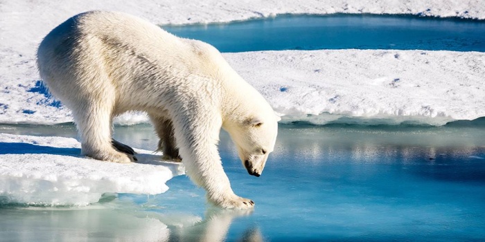 Buzullar/foto kaynak:wikipedia