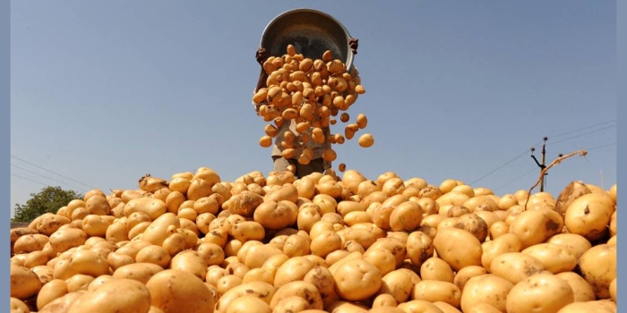 Patates / Foto:AFP