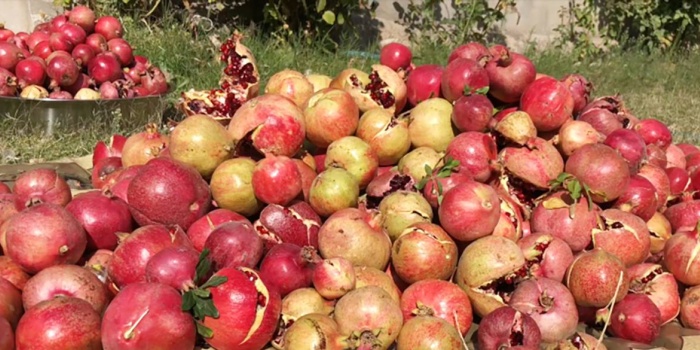 Nar hasadı