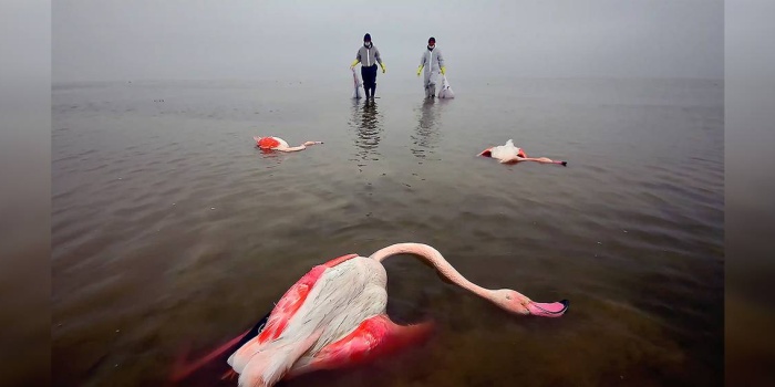 Mehdi Mohebi Pour’a ödül getiren fotoğrafı Bitter Death of Birds (Kuşların Acı Ölümü)
