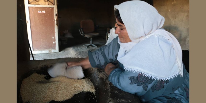 Newala Nérdûş'ta tahin yapımı