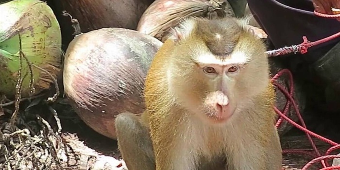 Çalıştırılan maymunlar