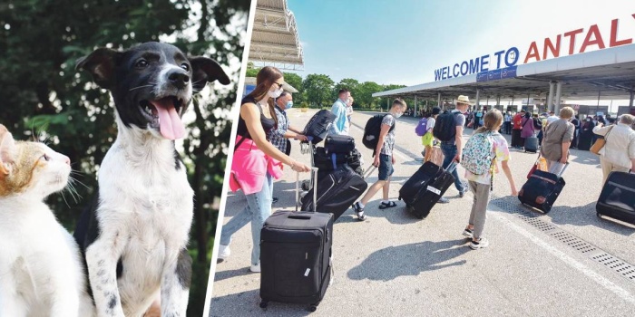 Kedi ve Köpek / Antalya'ya gelen turistler