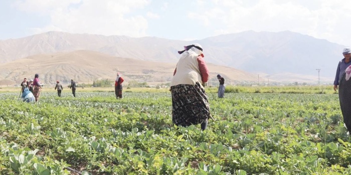 Tarım işçisi kadınlar