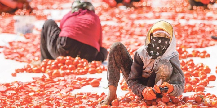 Domates kesen işçiler / Foto: Sertaç Kayar