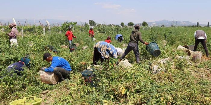 Mevsimlik tarım işçileri