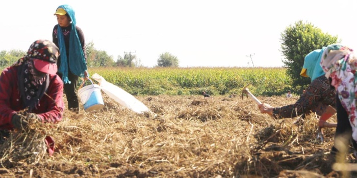 Cudî'de fıstık hasadı