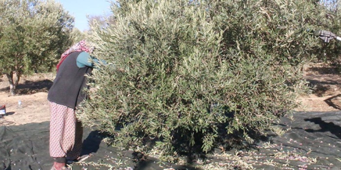 Zeytin işçisi kadınlar