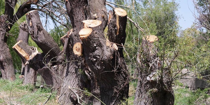 Horhor Bahçeleri / Wan