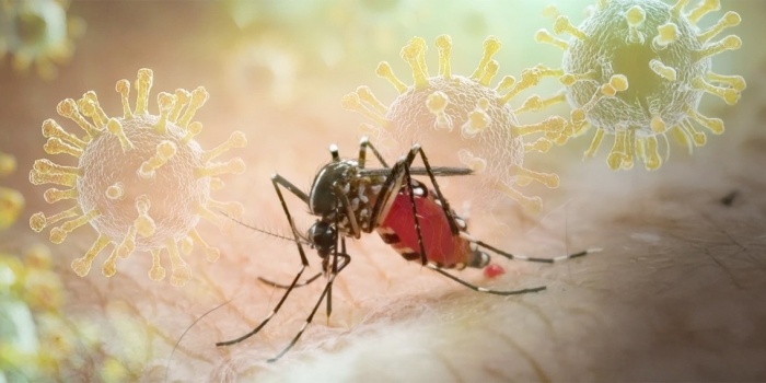 Chikungunya virüsü