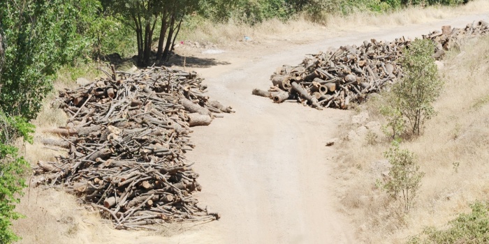 Gabar’daki ağaç kıyımı