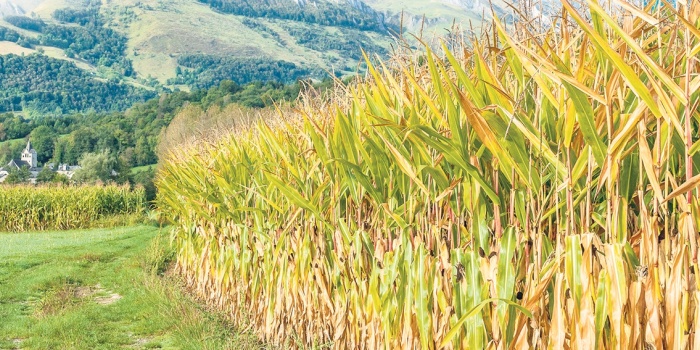 Mısır tarlası / foto:AFP