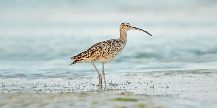 İnce Gagalı Kızkuşu