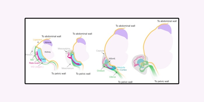 Rete Ovari/foto:Wikipedia