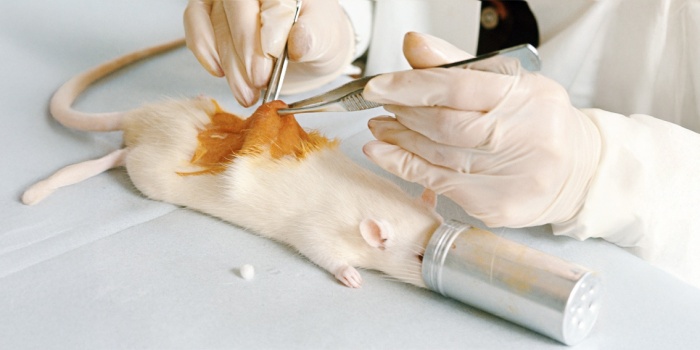 Hayvan deneyi/foto:AFP