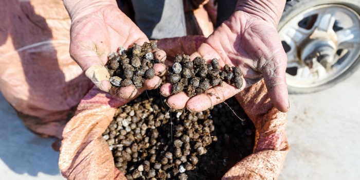 Gübre Kıtlığı /foto:AFP